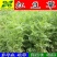 红豆草种子驴食豆青饲牧草林田果园绿肥固氮景观花卉