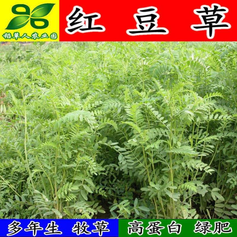 红豆草种子驴食豆青饲牧草林田果园绿肥固氮景观花卉