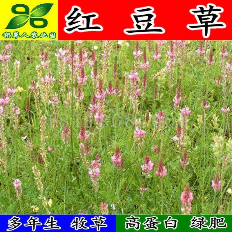 红豆草种子驴食豆青饲牧草林田果园绿肥固氮景观花卉