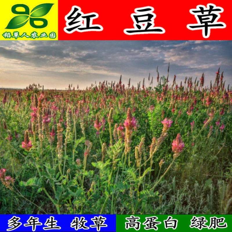 红豆草种子驴食豆青饲牧草林田果园绿肥固氮景观花卉