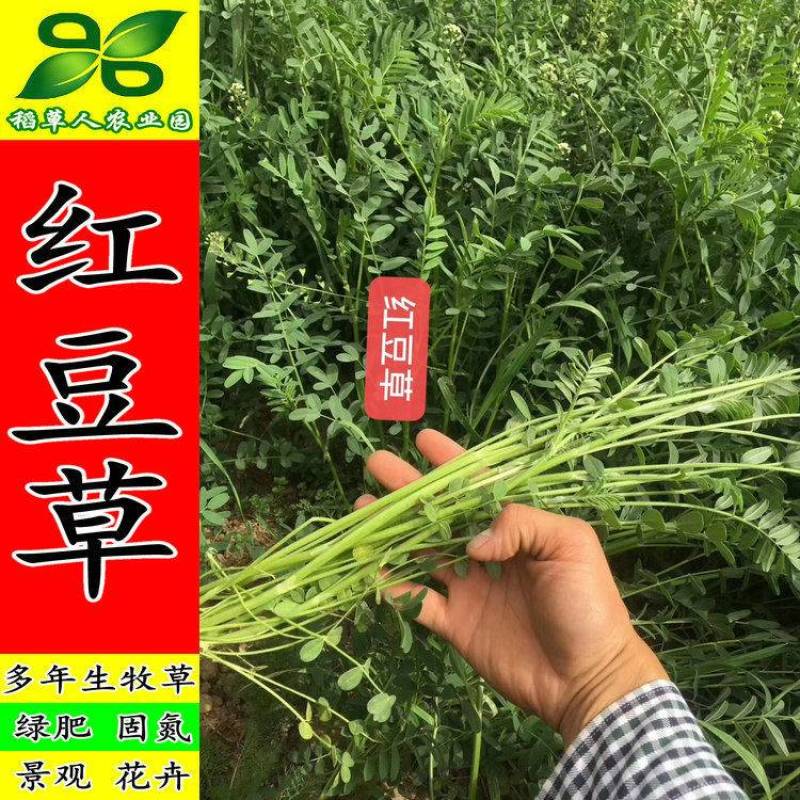 红豆草种子驴食豆青饲牧草林田果园绿肥固氮景观花卉