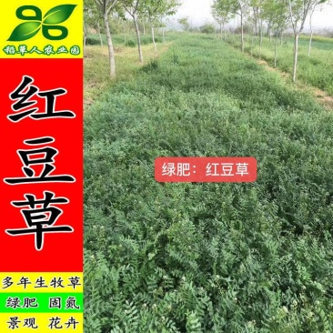 红豆草种子驴食豆青饲牧草林田果园绿肥固氮景观花卉