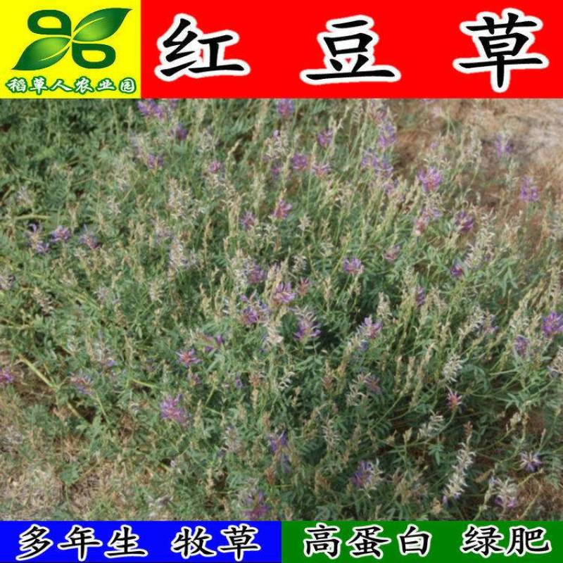 红豆草种子驴食豆青饲牧草林田果园绿肥固氮景观花卉