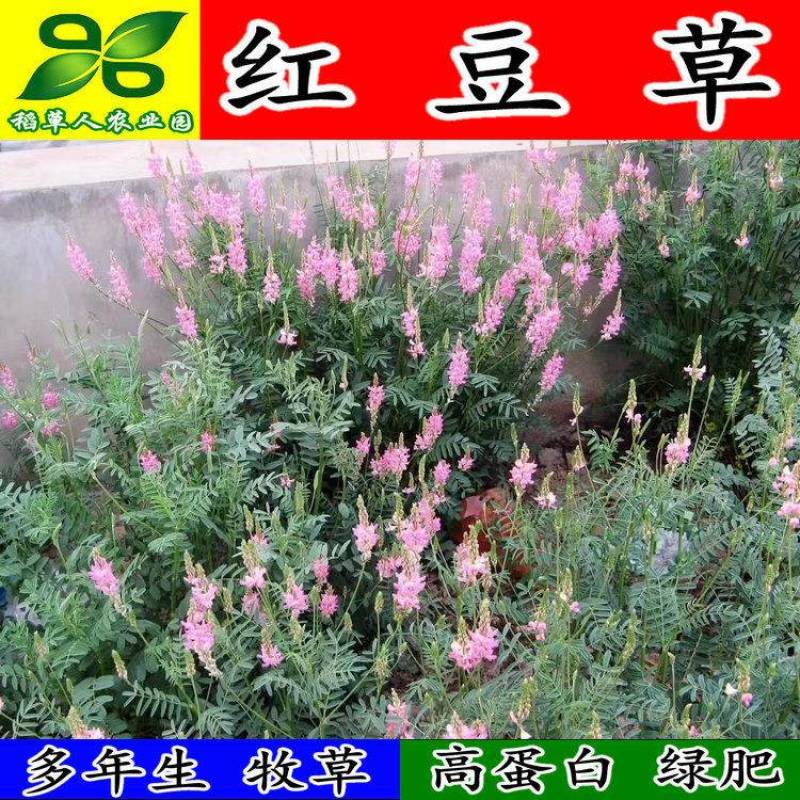 红豆草种子驴食豆青饲牧草林田果园绿肥固氮景观花卉