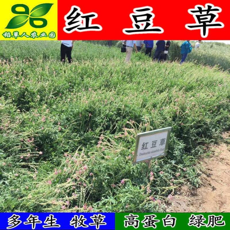 红豆草种子驴食豆青饲牧草林田果园绿肥固氮景观花卉