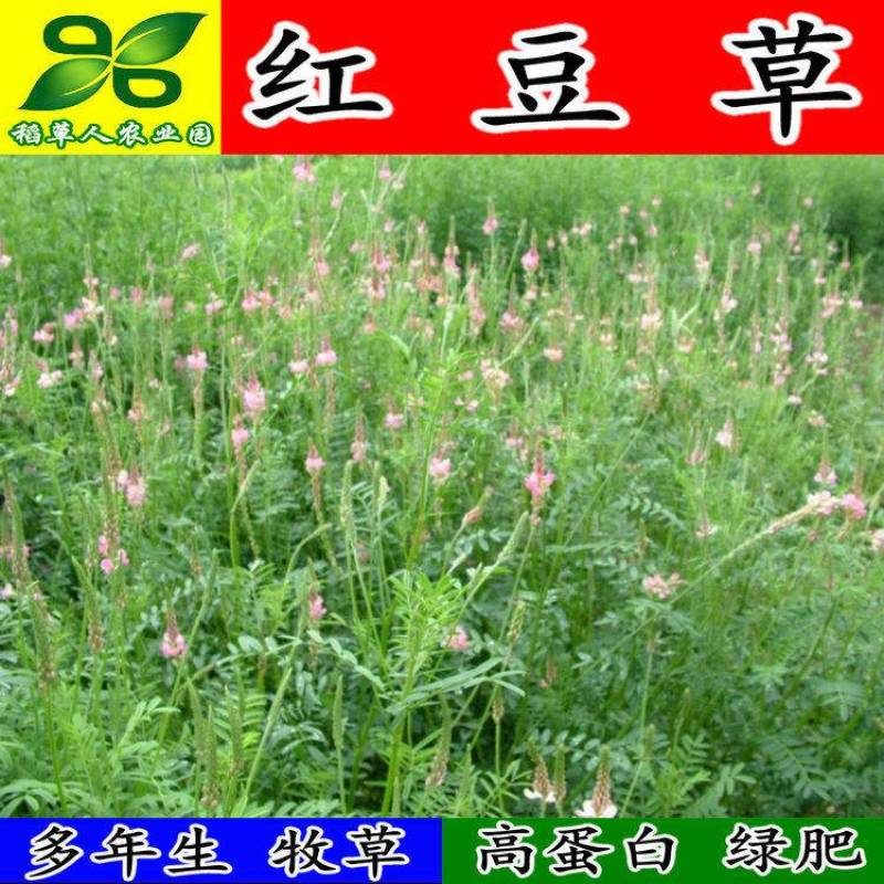 红豆草种子驴食豆青饲牧草林田果园绿肥固氮景观花卉