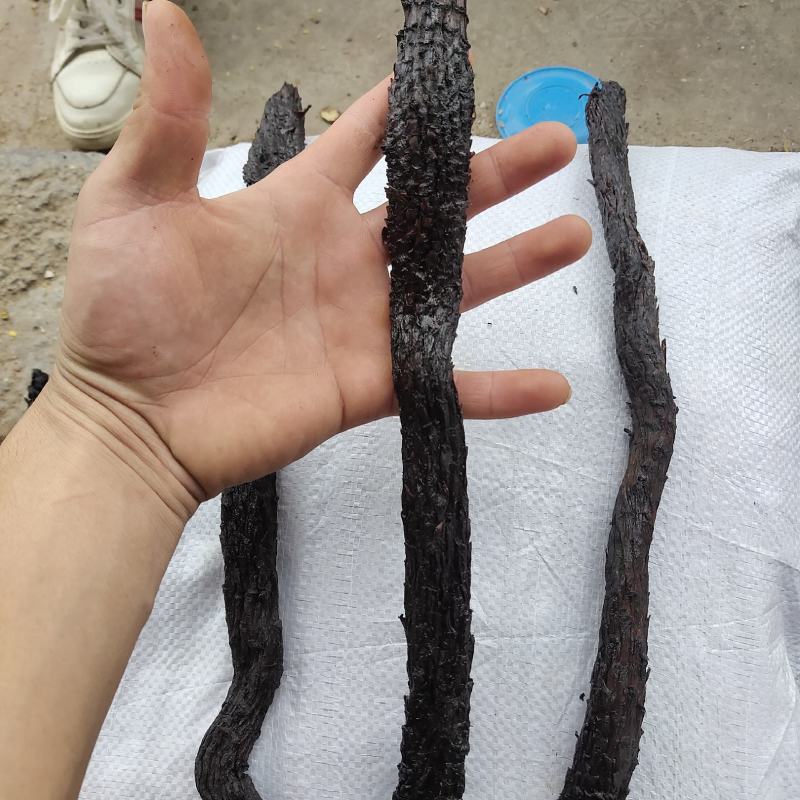 肉苁蓉，大云个内蒙阿拉善产25公分左右关书药业