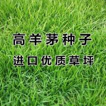 高羊茅草籽进口耐践踏庭院不修剪护坡绿化草皮四季青草坪