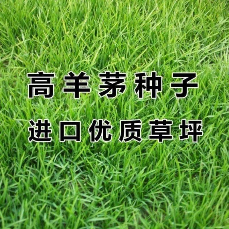 高羊茅草籽进口耐践踏庭院不修剪护坡绿化草皮四季青草坪