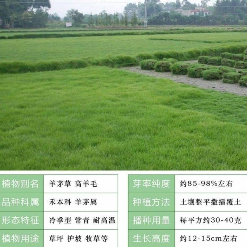 高羊茅草籽进口耐践踏庭院不修剪护坡绿化草皮四季青草坪