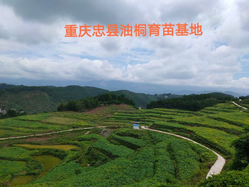 油桐树杯苗批发，买油桐苗请选择重庆俊尧专业油桐培育公司
