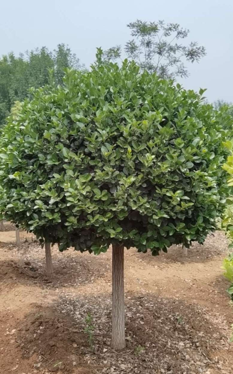 嫁接卫矛球120-220规格齐全成活率高价格优惠精品苗