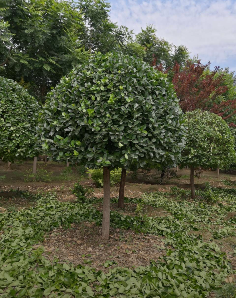 嫁接卫矛球120-220规格齐全成活率高价格优惠精品苗