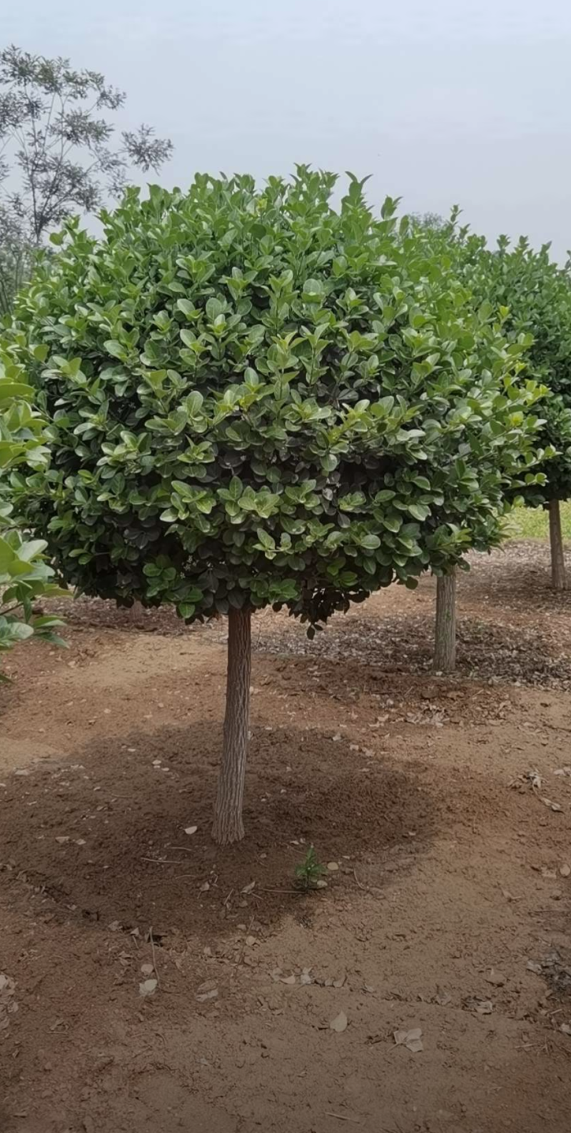 嫁接卫矛球120-220规格齐全成活率高价格优惠精品苗