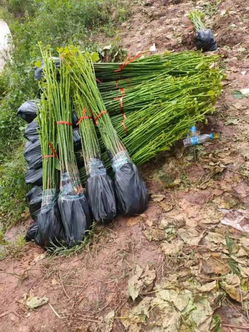 千万株油桐苗批发，买油桐苗请选择重庆俊尧专业油桐培育公司