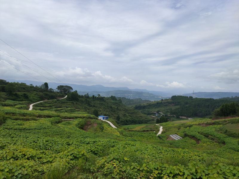 千万株油桐苗批发，买油桐苗请选择重庆俊尧专业油桐培育公司