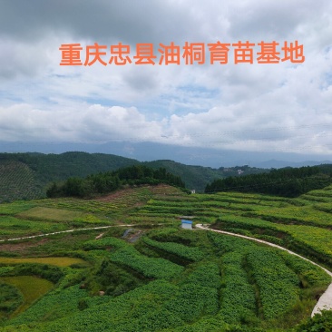 千万株油桐苗批发，买油桐苗请选择重庆俊尧专业油桐培育公司