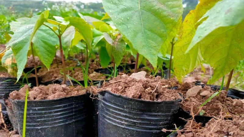 油桐杯苗批发采购，买油桐苗请选择重庆俊尧专业油桐培育公司