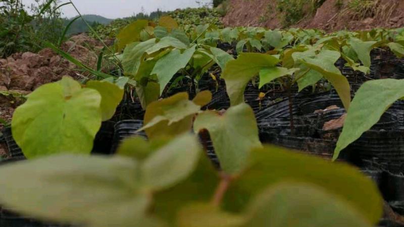 油桐杯苗批发采购，买油桐苗请选择重庆俊尧专业油桐培育公司