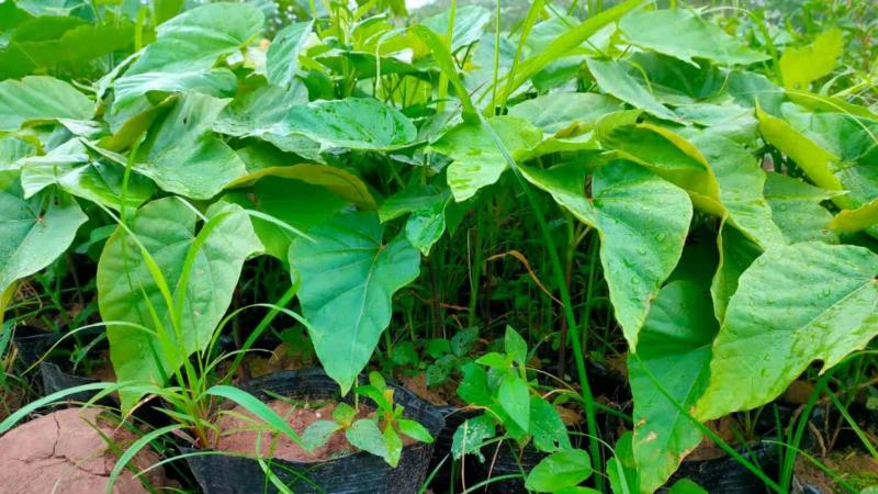 油桐杯苗批发采购，买油桐苗请选择重庆俊尧专业油桐培育公司