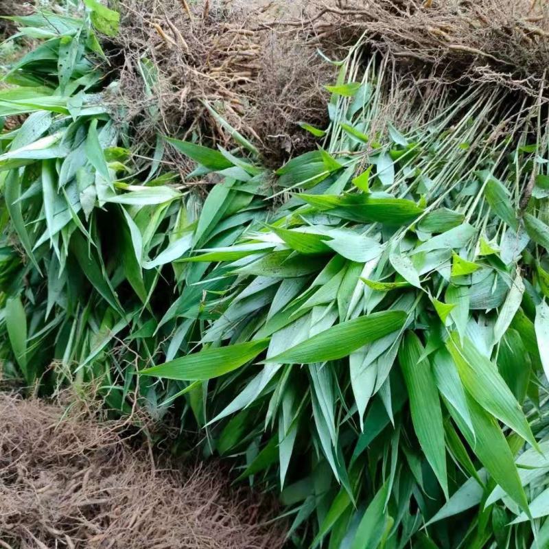淡竹叶药材种苗淡竹叶药材袋苗淡竹叶药材苗淡竹叶