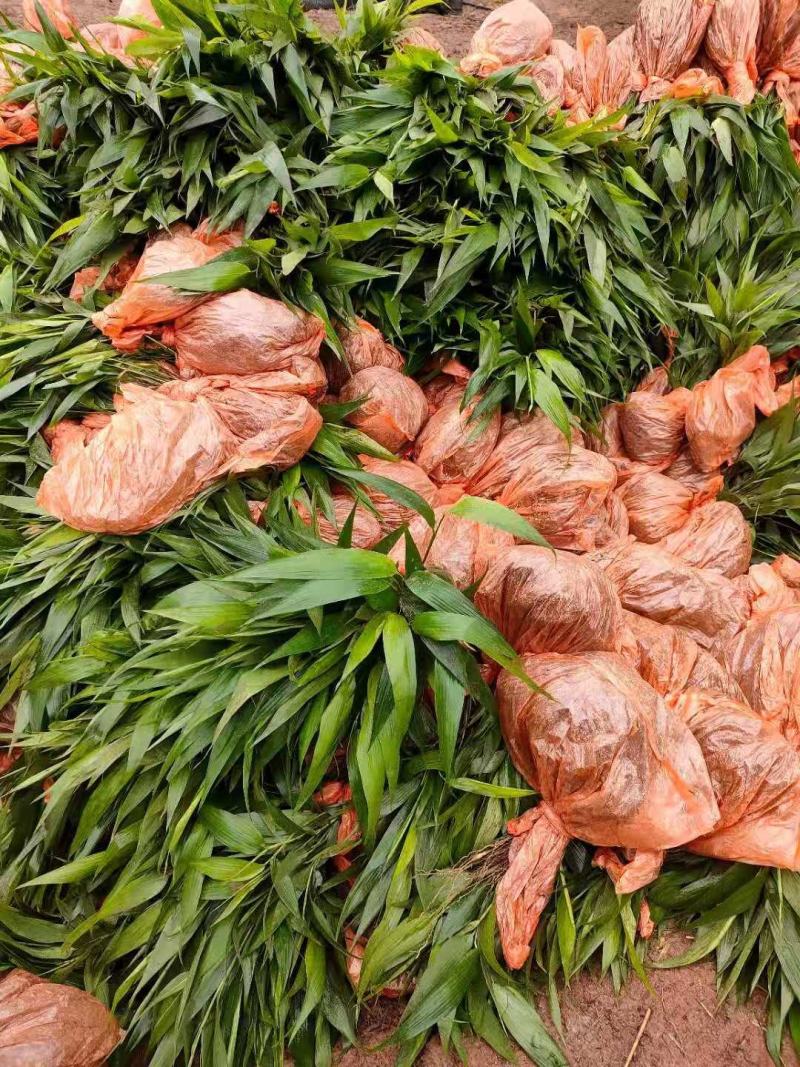 淡竹叶药材种苗淡竹叶药材袋苗淡竹叶药材苗淡竹叶