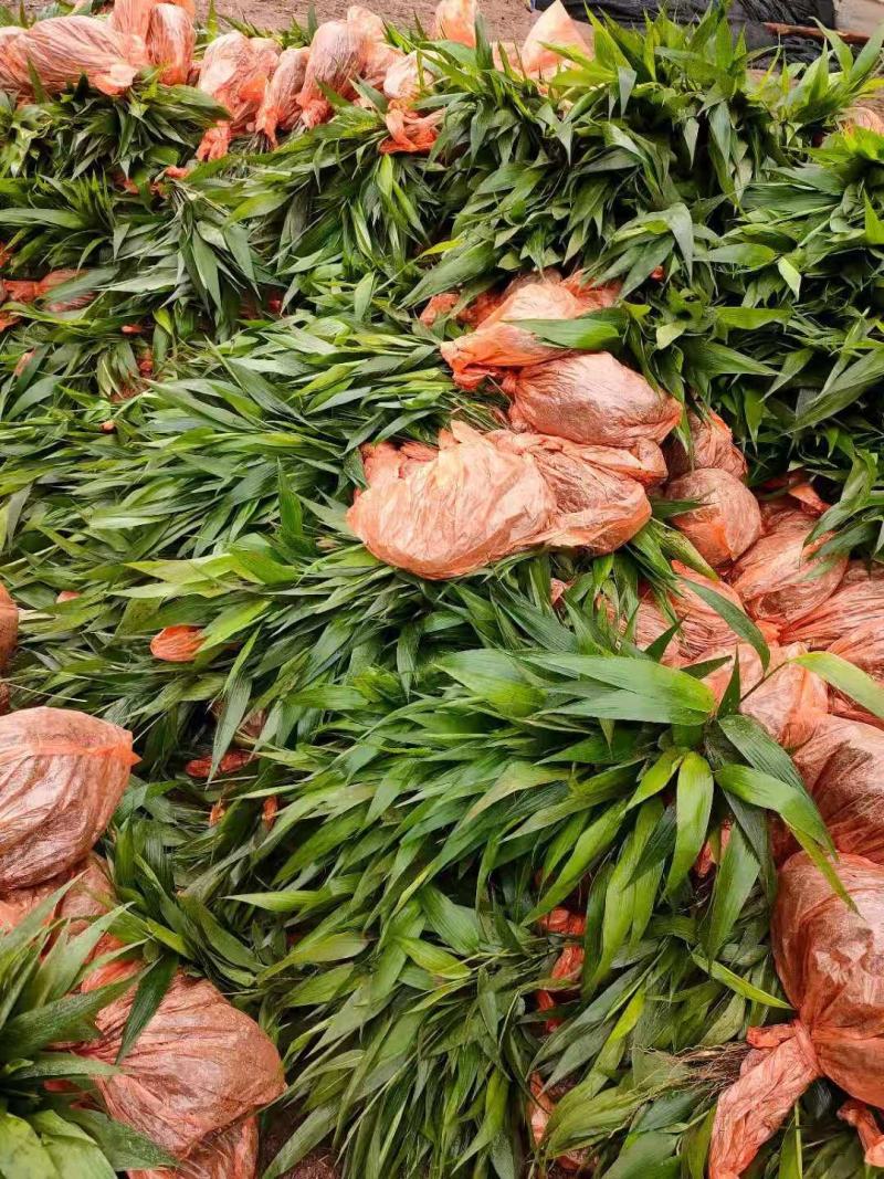 淡竹叶药材种苗淡竹叶药材袋苗淡竹叶药材苗淡竹叶