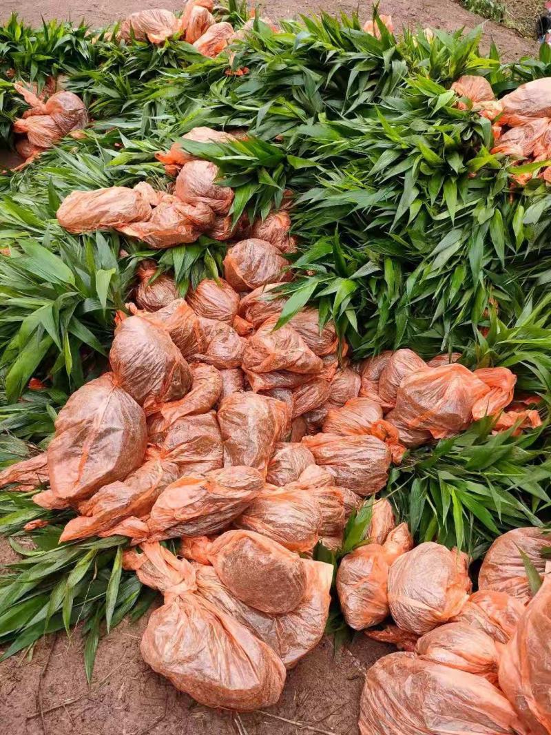 淡竹叶药材种苗淡竹叶药材袋苗淡竹叶药材苗淡竹叶
