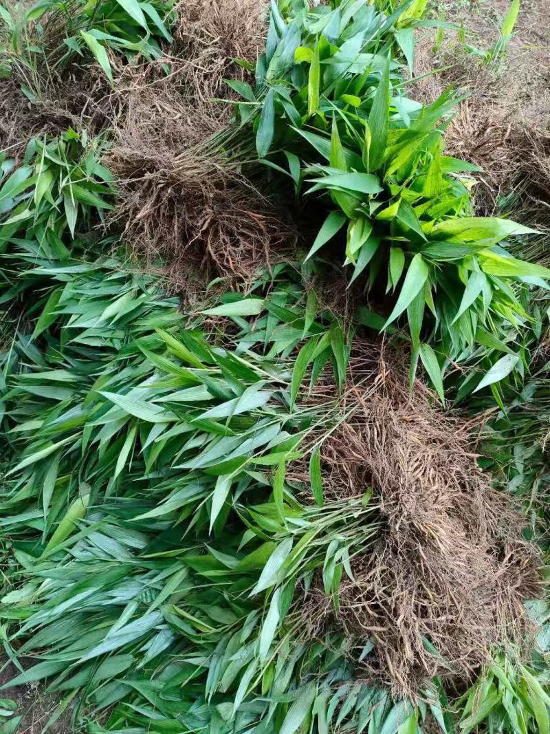 淡竹叶药材种苗淡竹叶药材袋苗淡竹叶药材苗淡竹叶