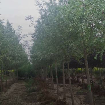 小叶白蜡6-15公分规格齐全成活率高价格优惠精品苗