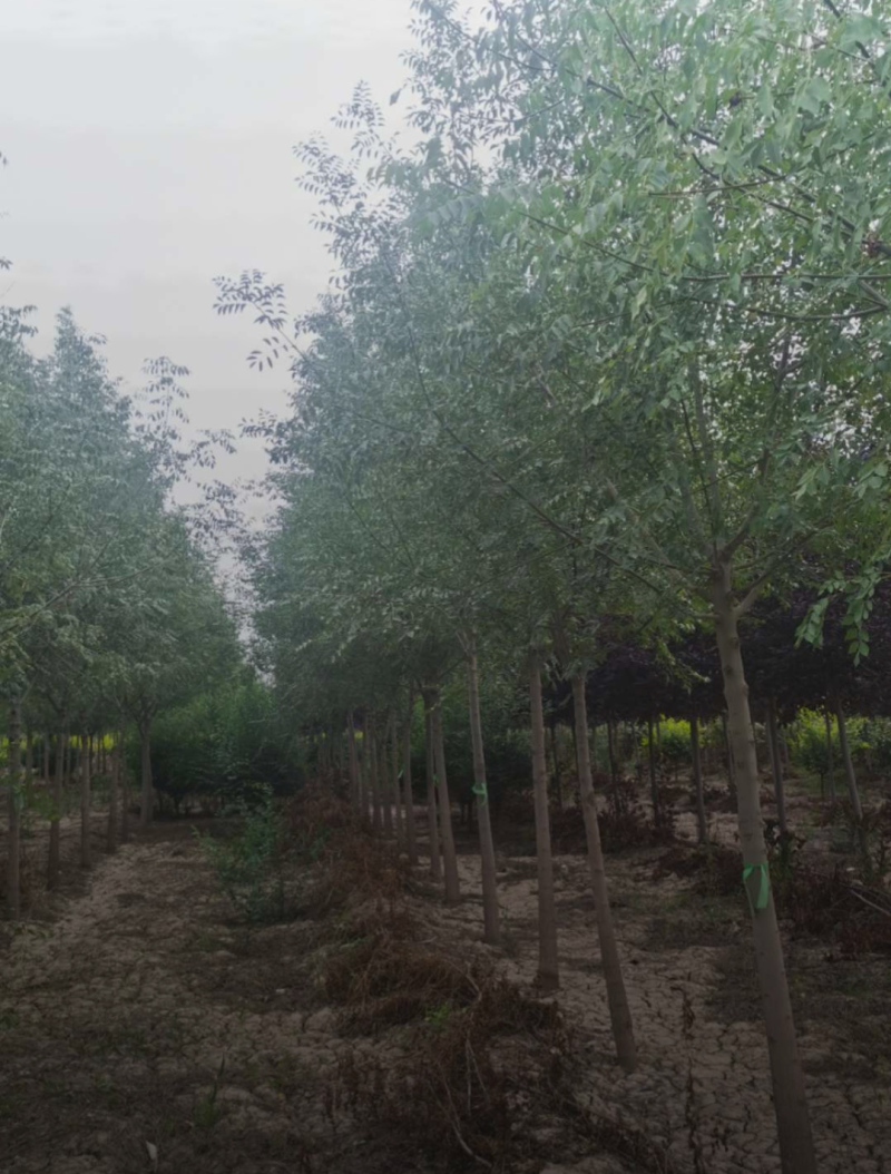小叶白蜡6-15公分规格齐全成活率高价格优惠精品苗