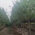 小叶白蜡6-15公分规格齐全成活率高价格优惠精品苗