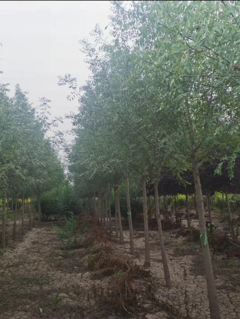 小叶白蜡6-15公分规格齐全成活率高价格优惠精品苗