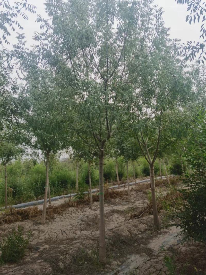 小叶白蜡6-15公分规格齐全成活率高价格优惠精品苗