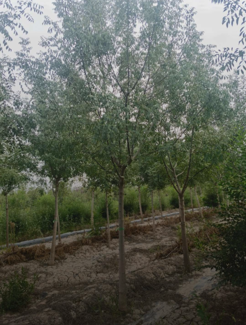 小叶白蜡6-15公分规格齐全成活率高价格优惠精品苗