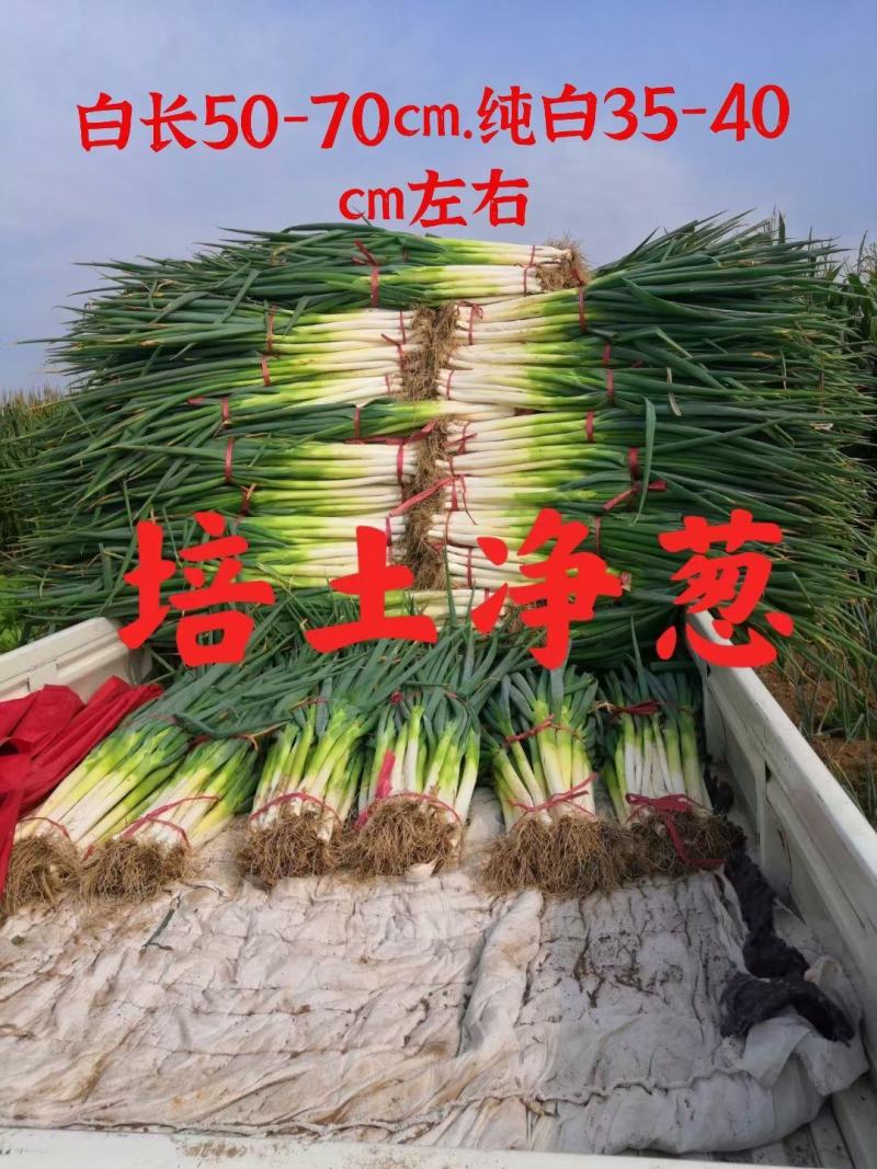 诚信代办【张老三】。加工厂用大葱，鲜葱，平地葱价格便宜