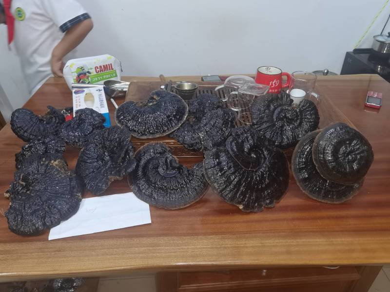 灵芝（大森林的野生灵芝一手货源，需要联系我）