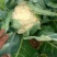 实花