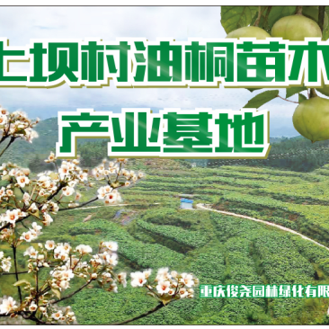 油桐树苗批发，买油桐树苗，就找重庆俊尧