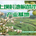 油桐树苗批发，买油桐树苗，就找重庆俊尧
