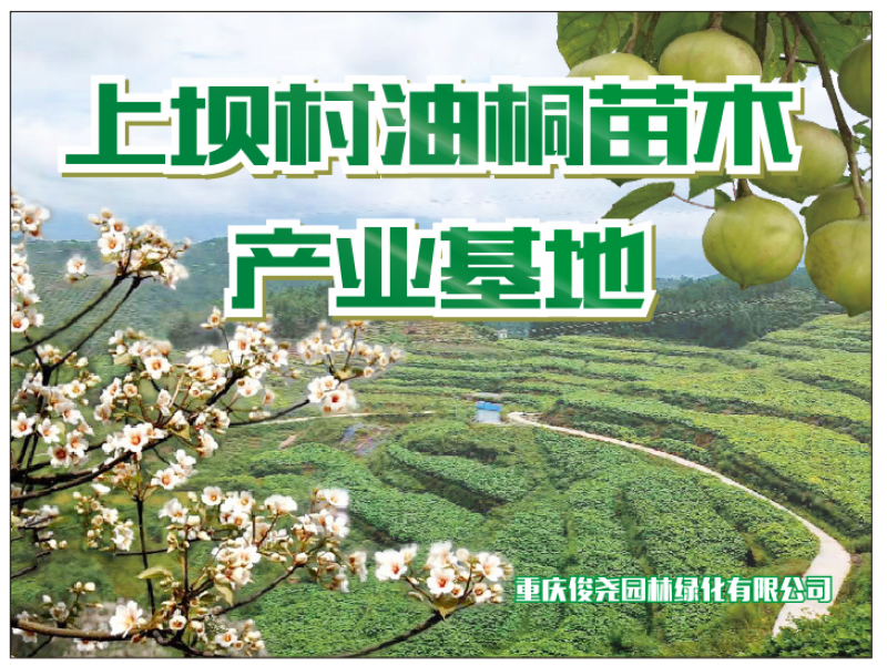 油桐树苗批发，买油桐树苗，就找重庆俊尧