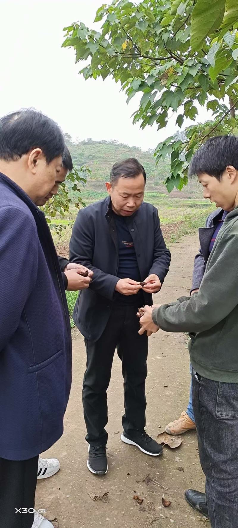油桐树苗批发，买油桐树苗，就找重庆俊尧