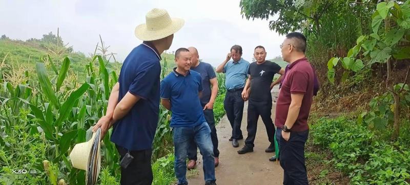 油桐树苗批发，买油桐树苗，就找重庆俊尧