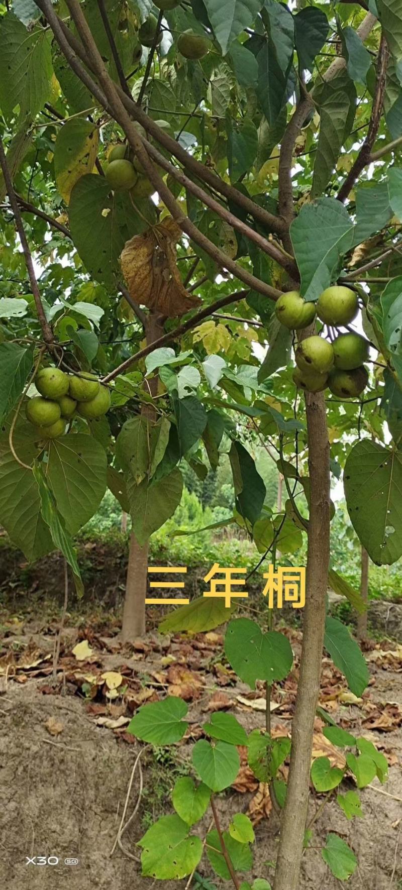 油桐树苗批发，买油桐树苗，就找重庆俊尧