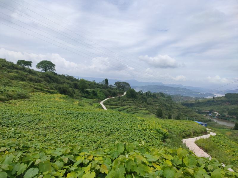 油桐树苗批发，买油桐树苗，就找重庆俊尧