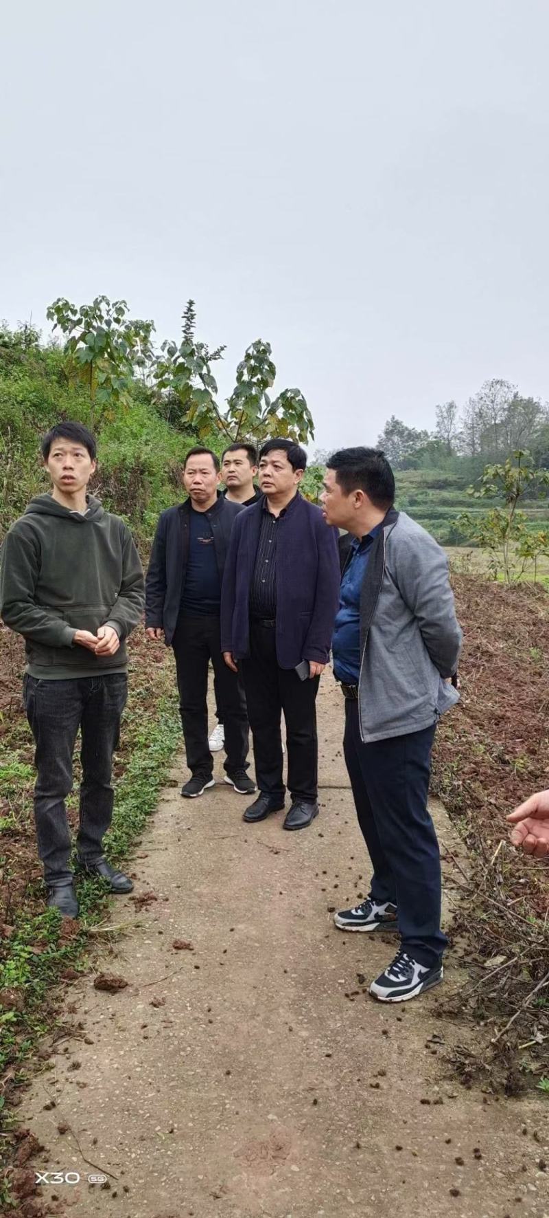 油桐树苗批发，买油桐树苗，就找重庆俊尧
