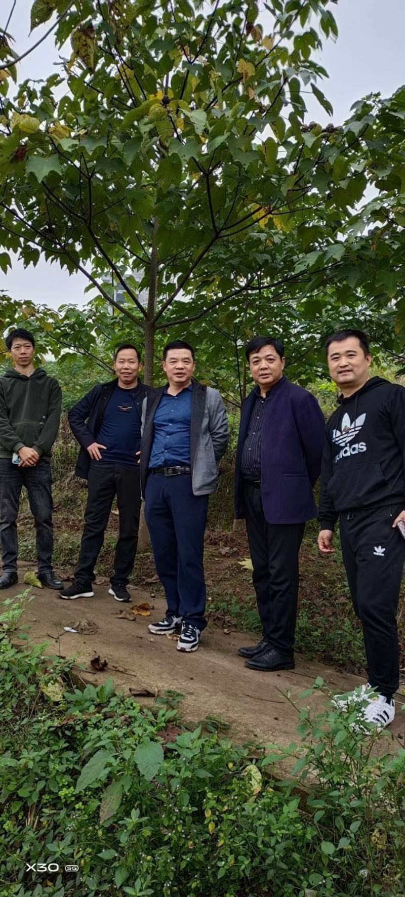 油桐树苗批发，买油桐树苗，就找重庆俊尧