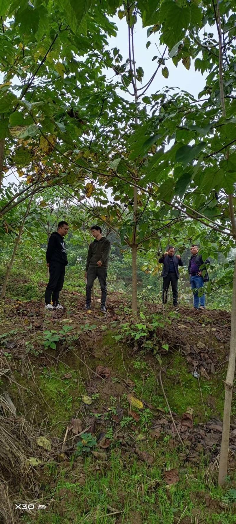 油桐树苗批发，买油桐树苗，就找重庆俊尧