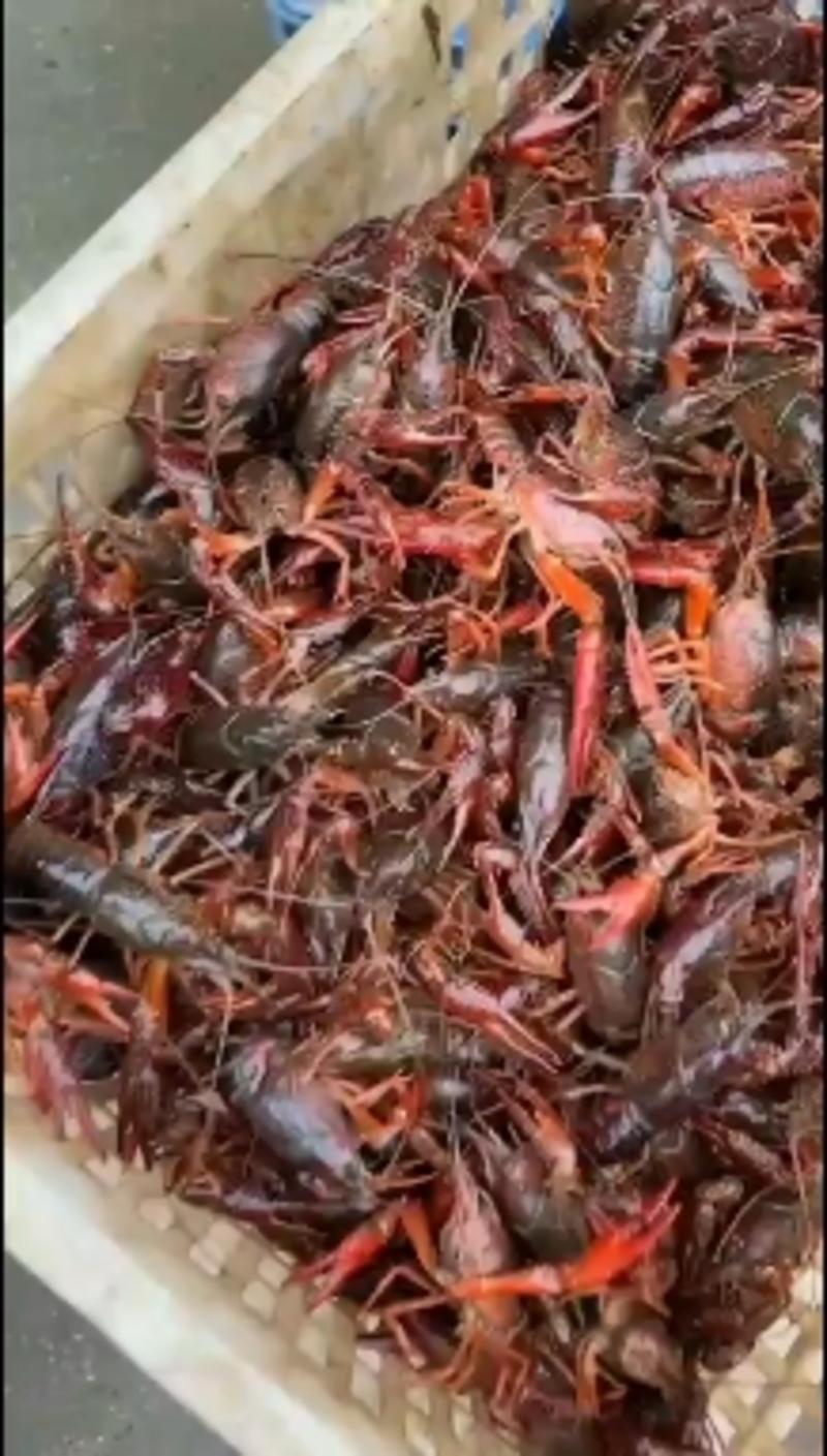 79大红小龙虾，洪湖小龙虾，清水小龙虾肉质饱满