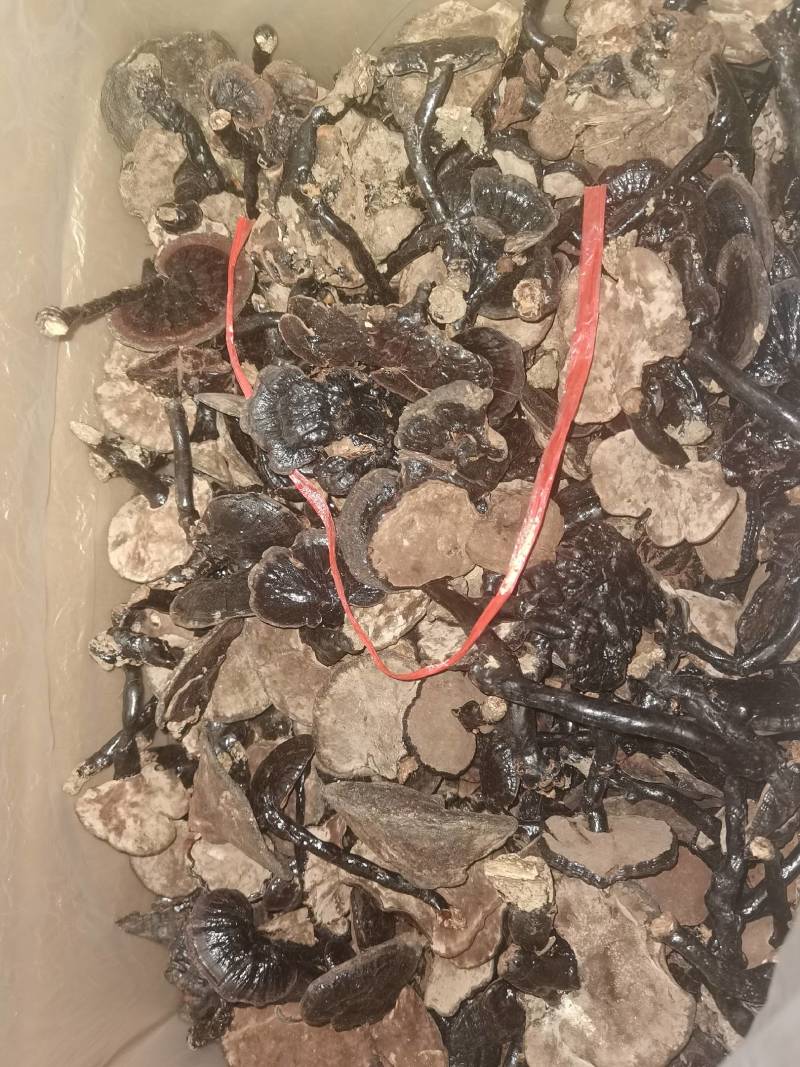 灵芝（大森林的野生灵芝一手货源，需要联系我）